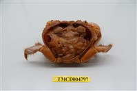 藏品(光手酋婦蟹)的圖片